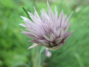 chive flower
