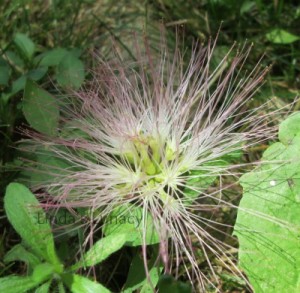 mimosa flower