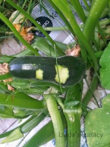 zucchini