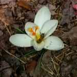 crocus