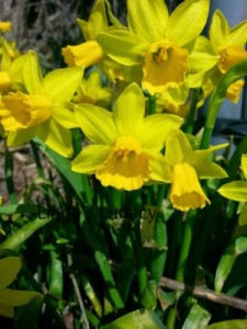 mini daffodils