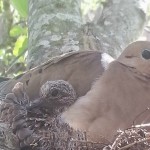 doves on nest