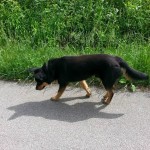 walking companion