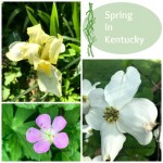 Spring in Kentucky